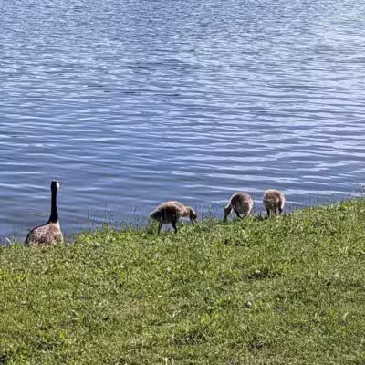 Eldridge Park Dog Park - Elmira,