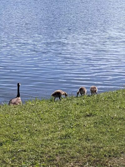 Eldridge Park Dog Park - Elmira,