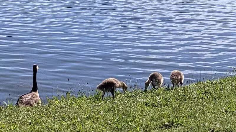 Eldridge Park Dog Park - Elmira,