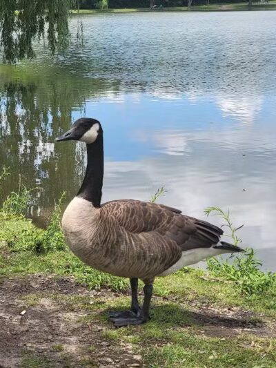 Eldridge Park Dog Park - Elmira,