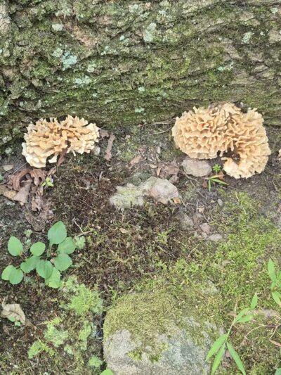 French Creek State Park - Elverson, PA