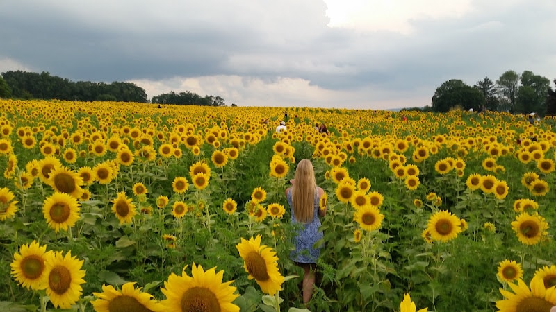 Livingood Park Elverson Borough - Elverson, PA