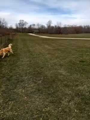 Cheyenne Off-Leash Dog Park - Ely, IA