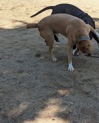 Dog park - Emeryville, CA