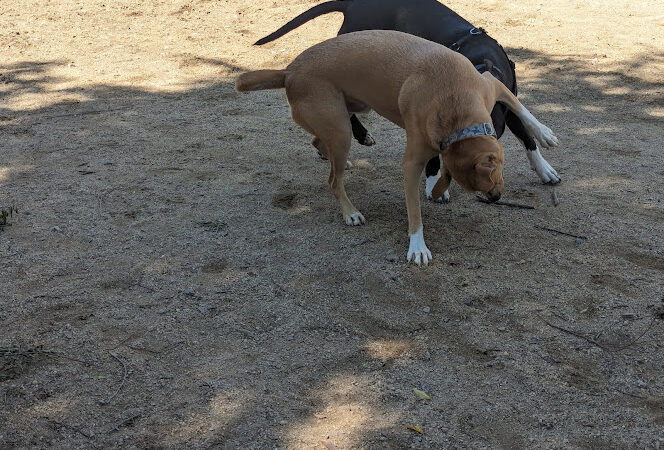 Dog park - Emeryville, CA