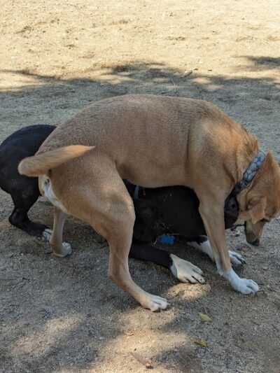 Dog park - Emeryville, CA