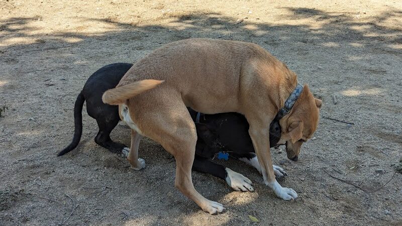 Dog park - Emeryville, CA