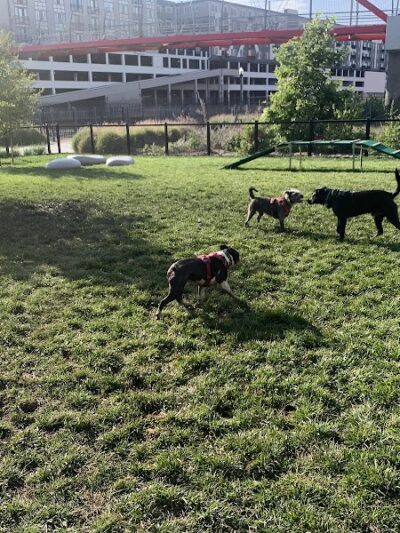 Dog park - Emeryville, CA