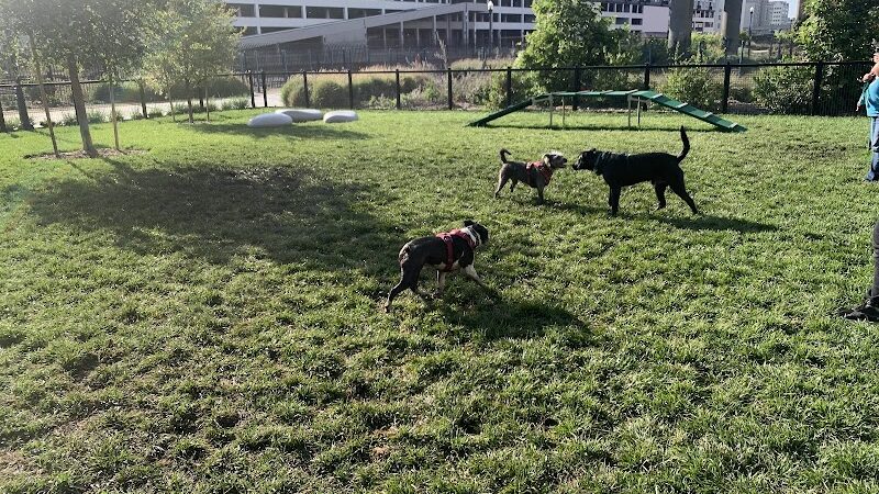 Dog park - Emeryville, CA