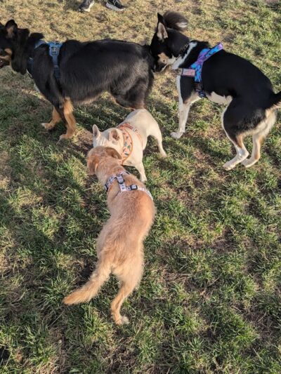Dog park - Emeryville, CA