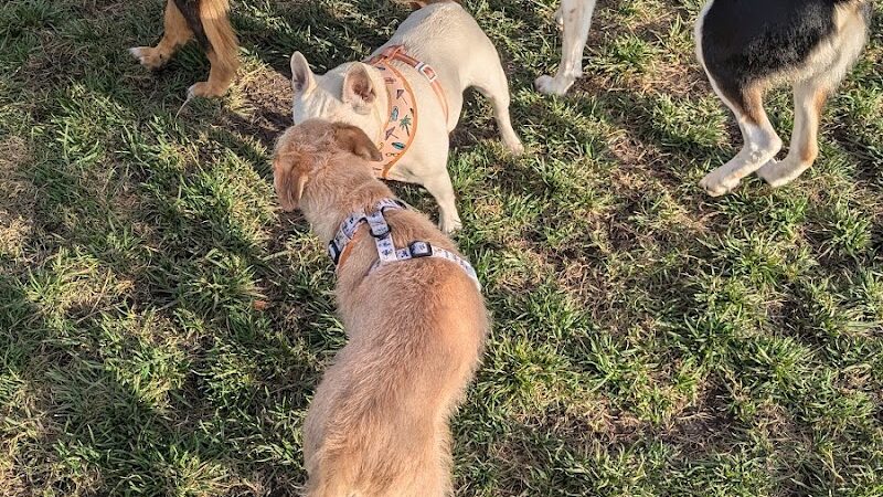 Dog park - Emeryville, CA