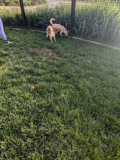 Dog park - Emeryville, CA
