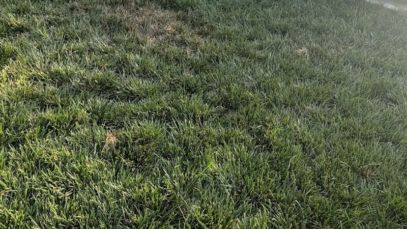 Dog park - Emeryville, CA