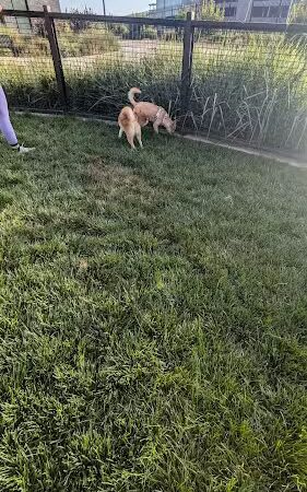 Dog park - Emeryville, CA