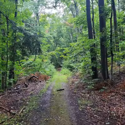 Alligator Hill Trail - Empire,