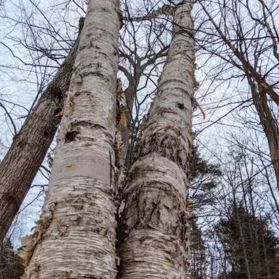 Alligator Hill Trail - Empire,