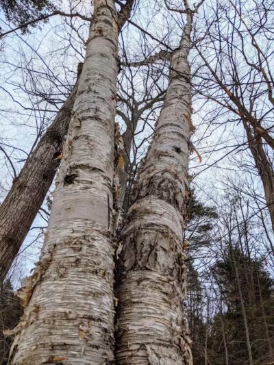 Alligator Hill Trail - Empire,