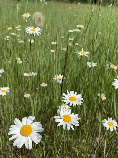 Alligator Hill Trail - Empire,