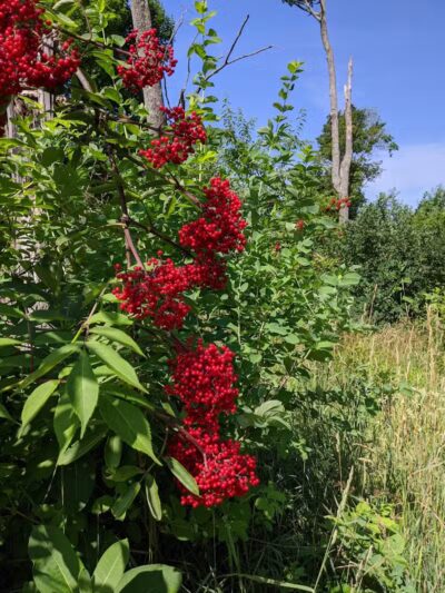 Alligator Hill Trail - Empire,