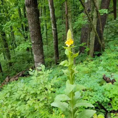 Kettles Trail - Empire,