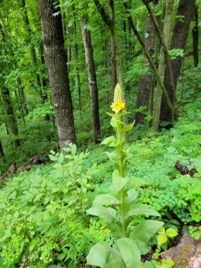 Kettles Trail - Empire,