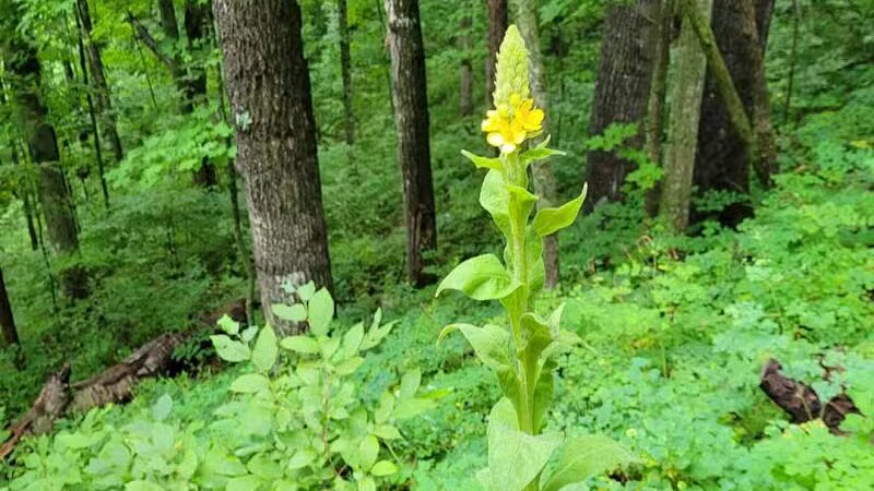Kettles Trail - Empire,
