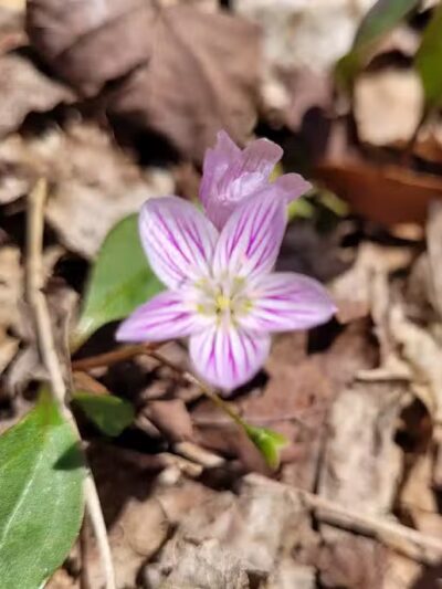 Kettles Trail - Empire,