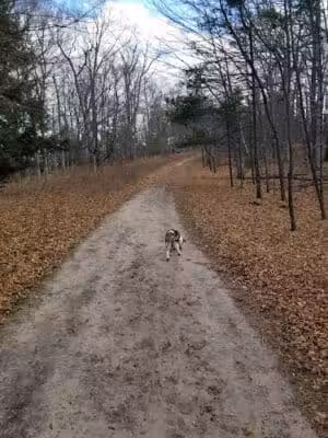 Alligator Hill Trail - Empire,