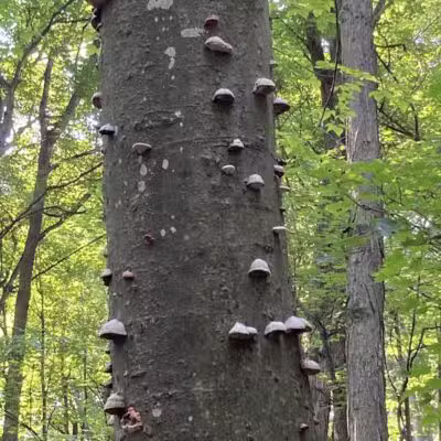 Treat Farm Trail - Empire,