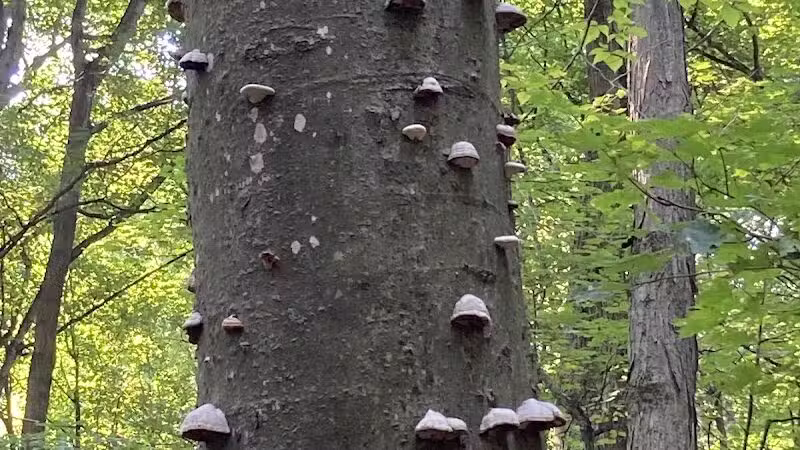 Treat Farm Trail - Empire,
