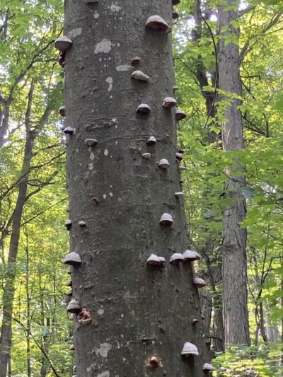 Treat Farm Trail - Empire,