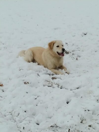 Buck Fund Dog Park - Emporia, KS