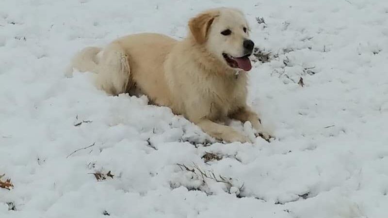 Buck Fund Dog Park - Emporia, KS