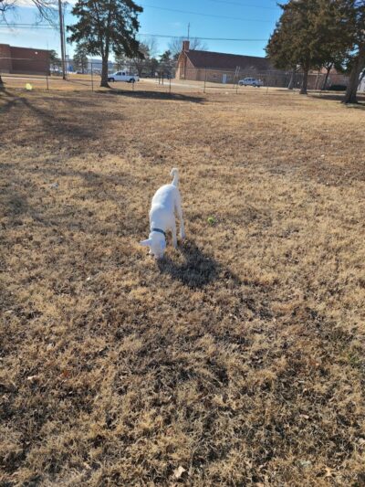 Buck Fund Dog Park - Emporia, KS