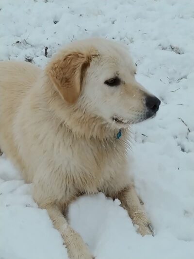 Buck Fund Dog Park - Emporia, KS