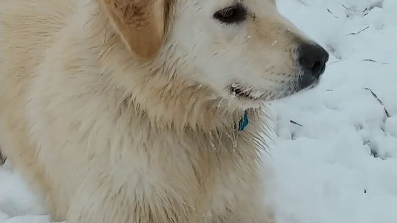 Buck Fund Dog Park - Emporia, KS