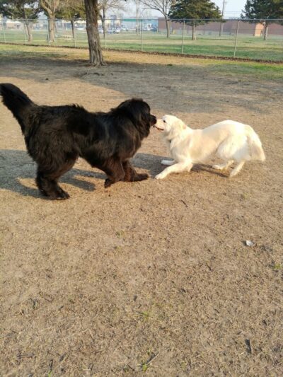 Buck Fund Dog Park - Emporia, KS