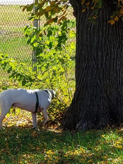 Buck Fund Dog Park - Emporia, KS