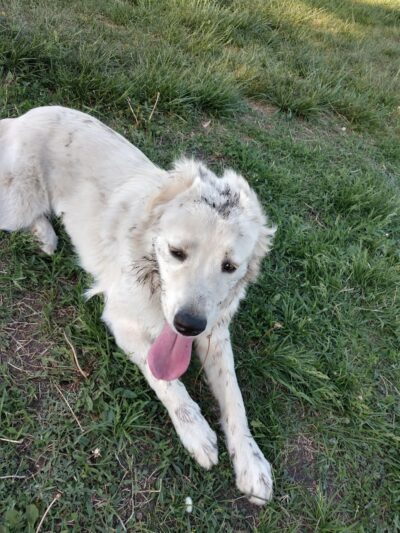 Buck Fund Dog Park - Emporia, KS