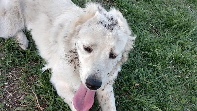 Buck Fund Dog Park - Emporia, KS