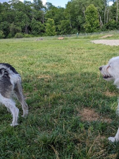 Shaker Field Dog Park - Enfield, NH