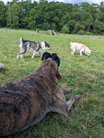 Shaker Field Dog Park - Enfield, NH