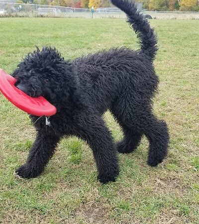 Shaker Field Dog Park - Enfield, NH