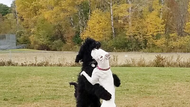 Shaker Field Dog Park - Enfield, NH
