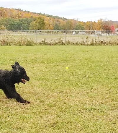 Shaker Field Dog Park - Enfield, NH