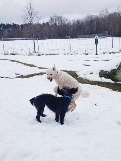 Shaker Field Dog Park - Enfield, NH