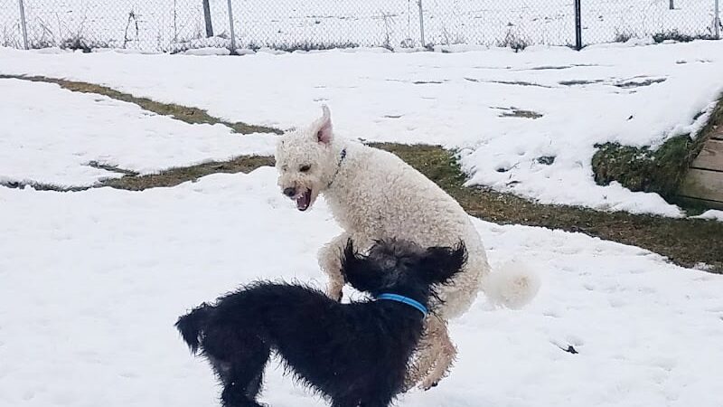 Shaker Field Dog Park - Enfield, NH
