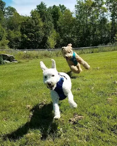 Shaker Field Dog Park - Enfield, NH