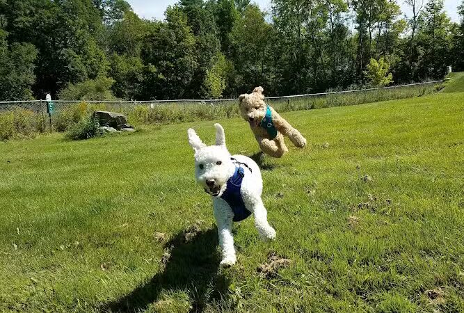 Shaker Field Dog Park - Enfield, NH