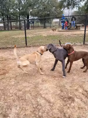 Dog Park - Enterprise, AL